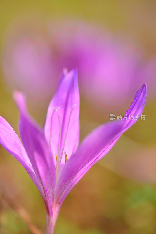 秋水仙/草地藏红花/秋季番红花